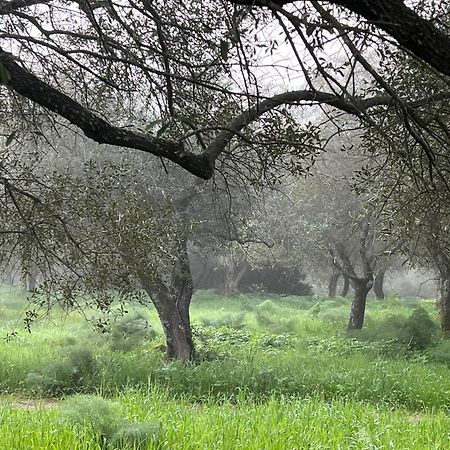 Muristene Pozzo Santa Cristina Paulilatino 外观 照片