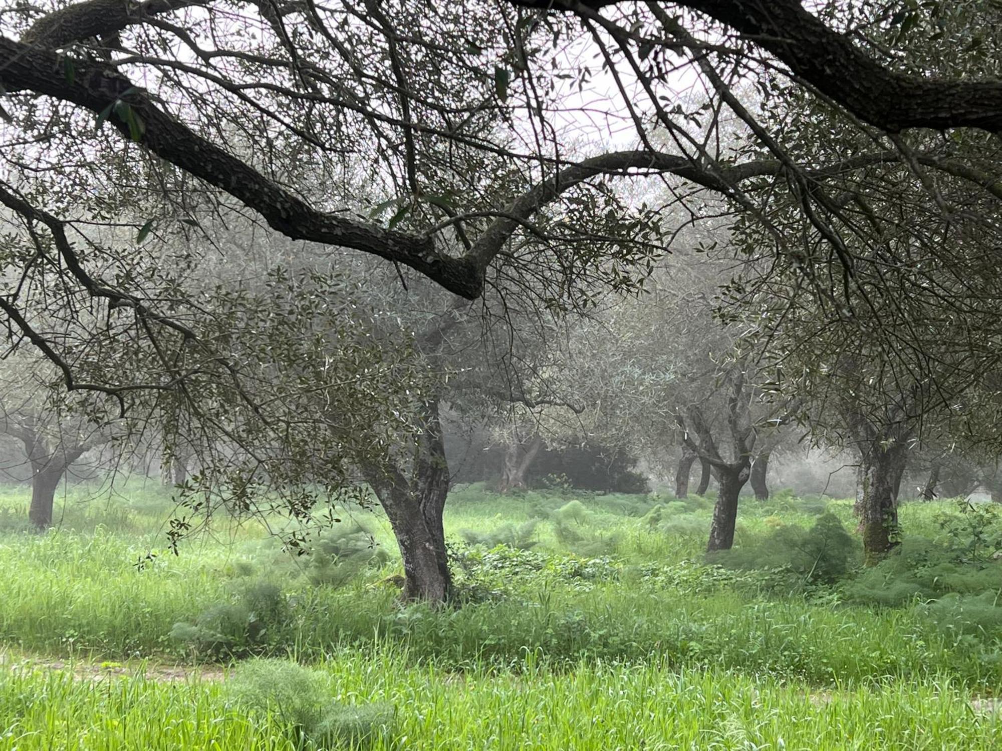 Muristene Pozzo Santa Cristina Paulilatino 外观 照片